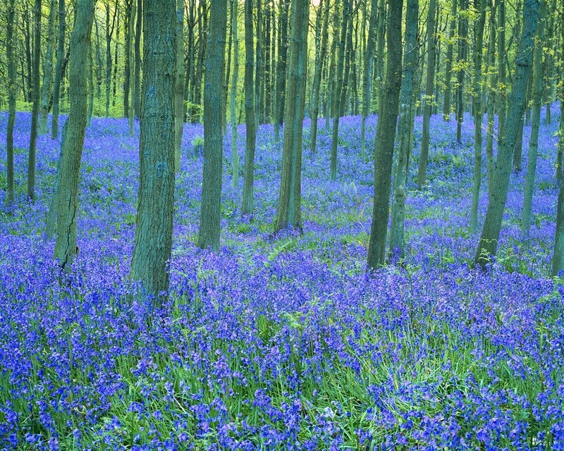 Bluebells in Forest — Purple, Serene, Spring, Photograph, Trees, Flowers, Green
