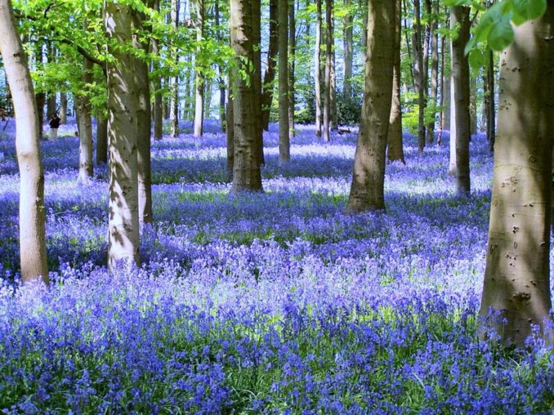Bluebells in Forest — Purple, Serene, Spring, Photograph, Trees, Flowers, Sunlight