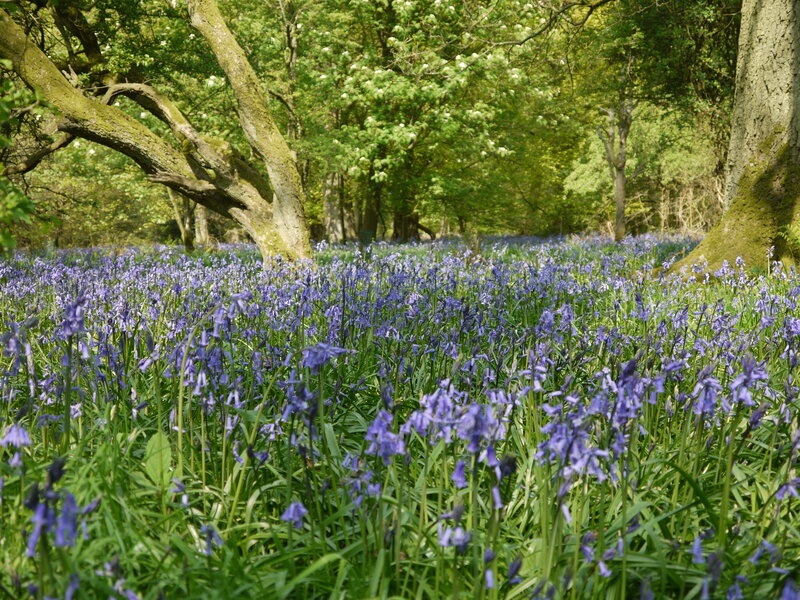 Bluebells in Forest — Purple, Serene, Spring, Photograph, Trees, Flowers
