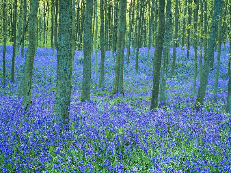 Bluebells in Forest — Purple, Serene, Spring, Photograph, Trees, Forest Floor, Green Grass