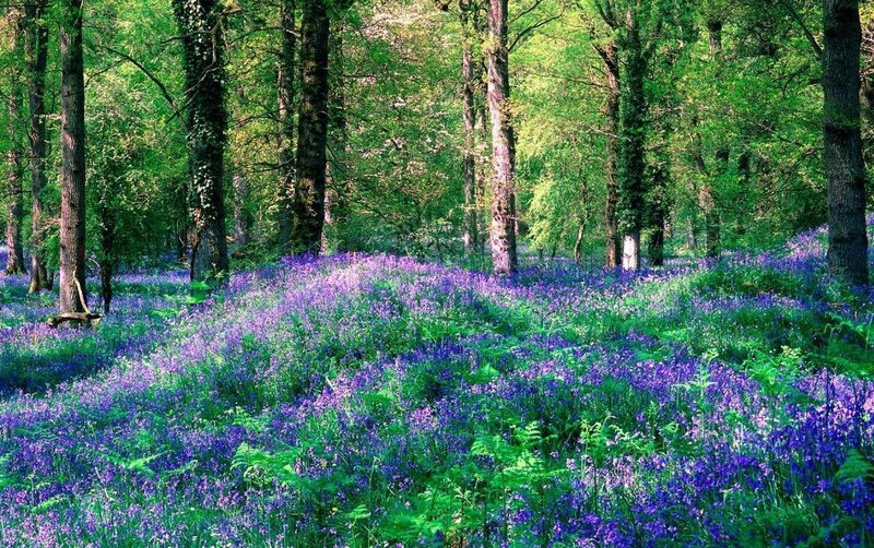 Bluebells in Forest — Purple, Serene, Spring, Photograph, Trees, Forest Floor, Greenery