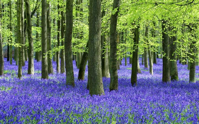 Bluebells in Forest — Purple, Serene, Spring, Photograph, Trees, Forest Floor, Leaves