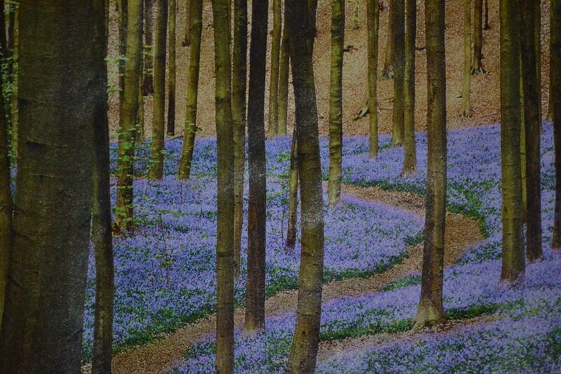 Bluebells in Forest — Purple, Serene, Spring, Photograph, Trees, Forest Floor, Path