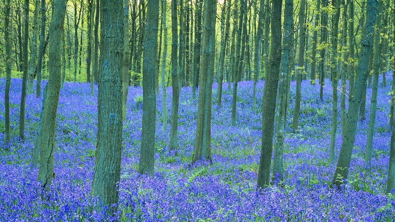 Bluebells in Forest — Purple, Serene, Spring, Photograph, Trees, Forest Floor, Sunlight, Green, Brown