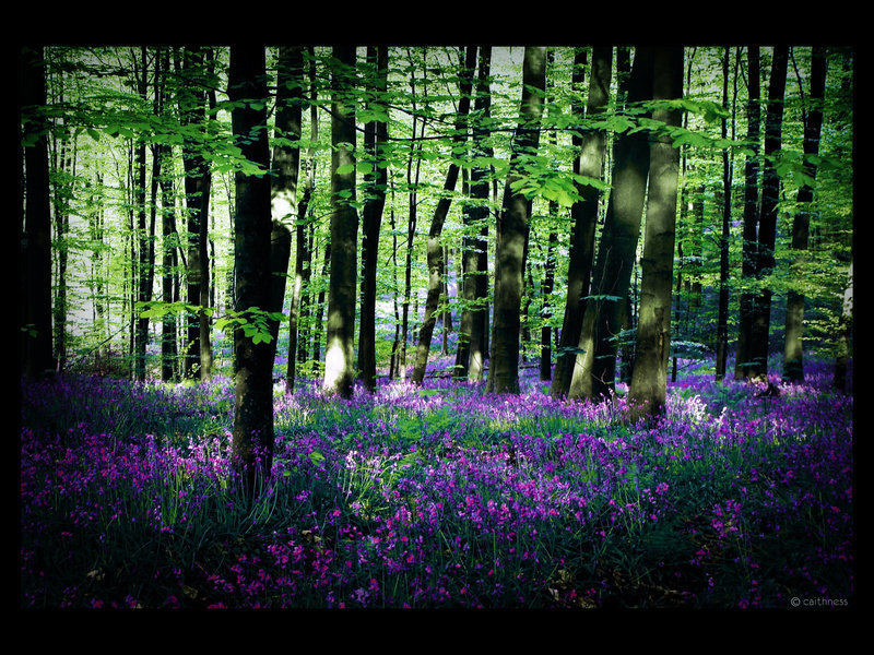 Bluebells in Forest — Purple, Serene, Spring, Photograph, Trees, Forest Floor, Sunlight