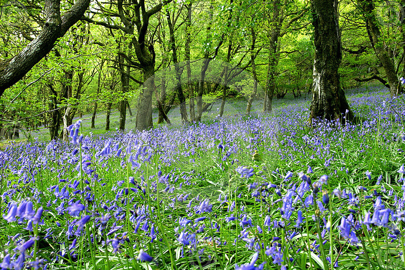 Bluebells in Forest — Purple, Serene, Spring, Photograph, Trees, Grass, Flowers
