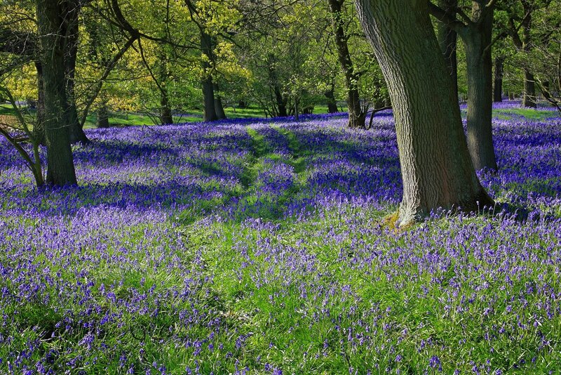 Bluebells in Forest — Purple, Serene, Spring, Photograph, Trees, Grass