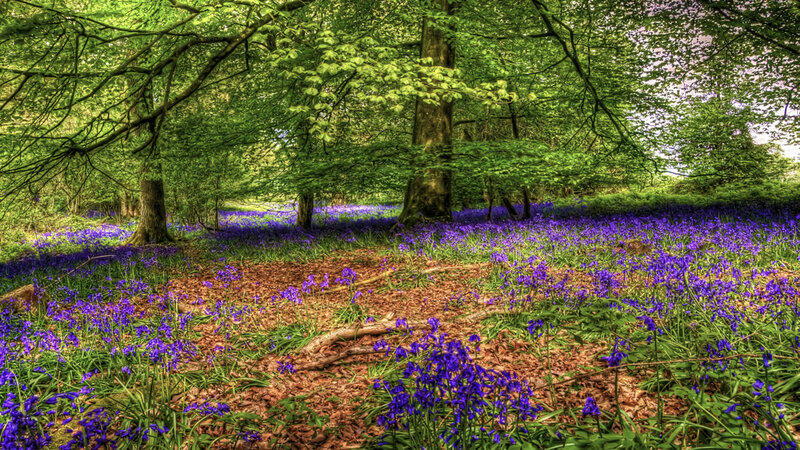 Bluebells in Forest — Purple, Serene, Spring, Photograph, Trees, Leaves, Forest Floor