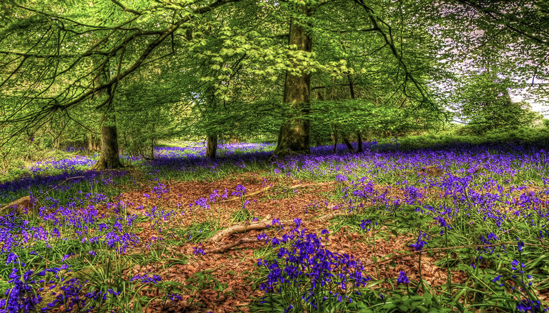Bluebells in Forest — Purple, Serene, Spring, Photograph, Trees, Leaves