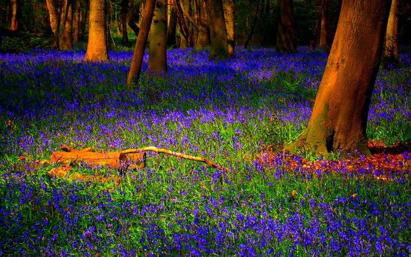 Bluebells in Forest — Purple, Serene, Spring, Photograph, Trees, Log