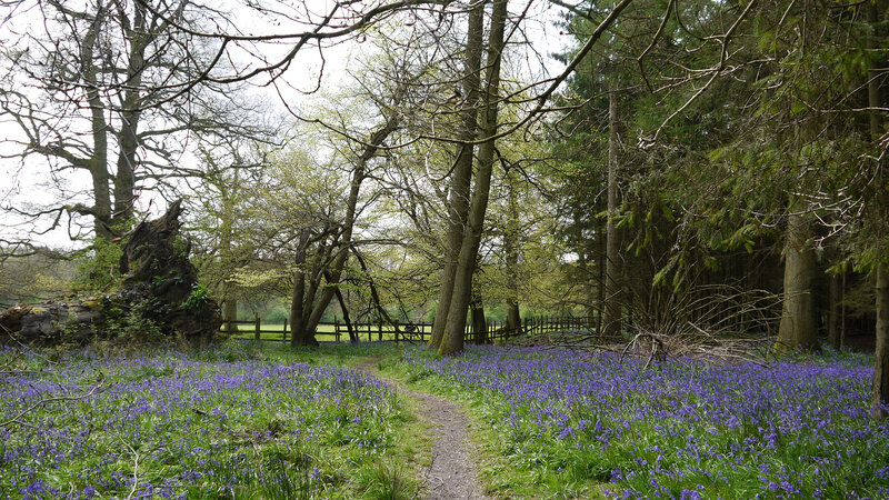 Bluebells in Forest — Purple, Serene, Spring, Photograph, Trees, Path, Fence