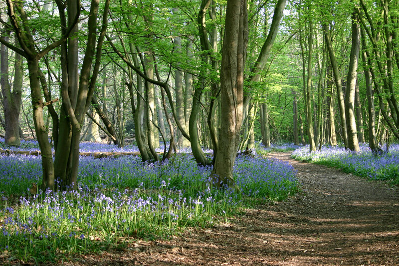Bluebells in Forest — Purple, Serene, Spring, Photograph, Trees, Path, Flowers, Green