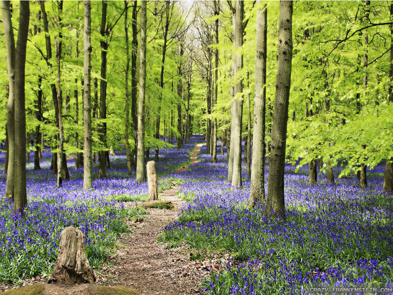 Bluebells in Forest — Purple, Serene, Spring, Photograph, Trees, Path, Stump