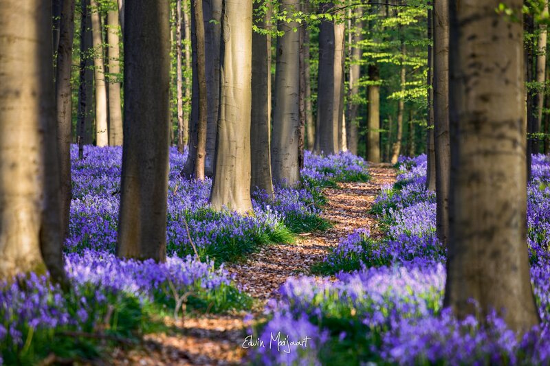 Bluebells in Forest — Purple, Serene, Spring, Photograph, Trees, Path, Sunlight