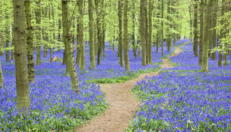 Bluebells in Forest — Purple, Serene, Spring, Photograph, Trees, Path