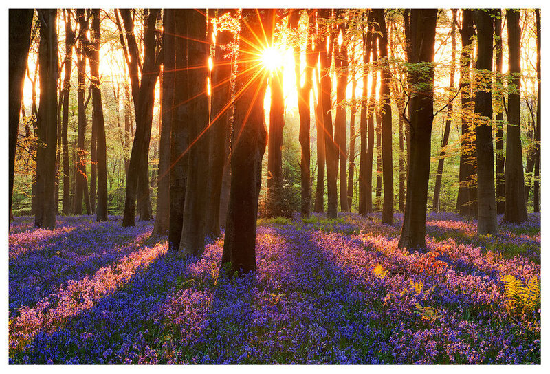 Bluebells in Forest — Purple, Serene, Spring, Photograph, Trees, Sunlight, Flowers