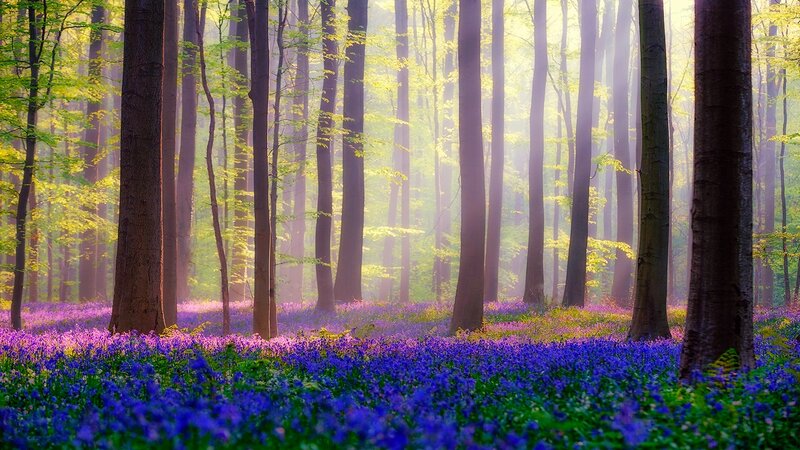 Bluebells in Forest — Purple, Serene, Spring, Photograph, Trees, Sunlight, Fog