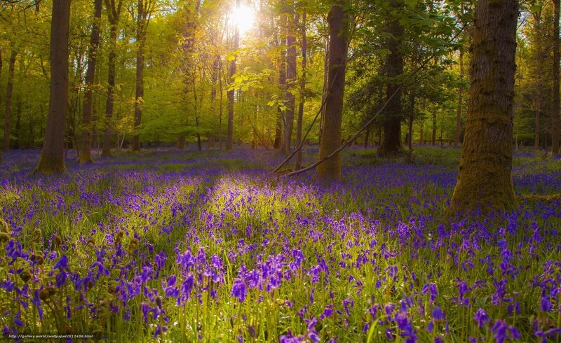 Bluebells in Forest — Purple, Serene, Spring, Photograph, Trees, Sunlight, Forest Floor, Green