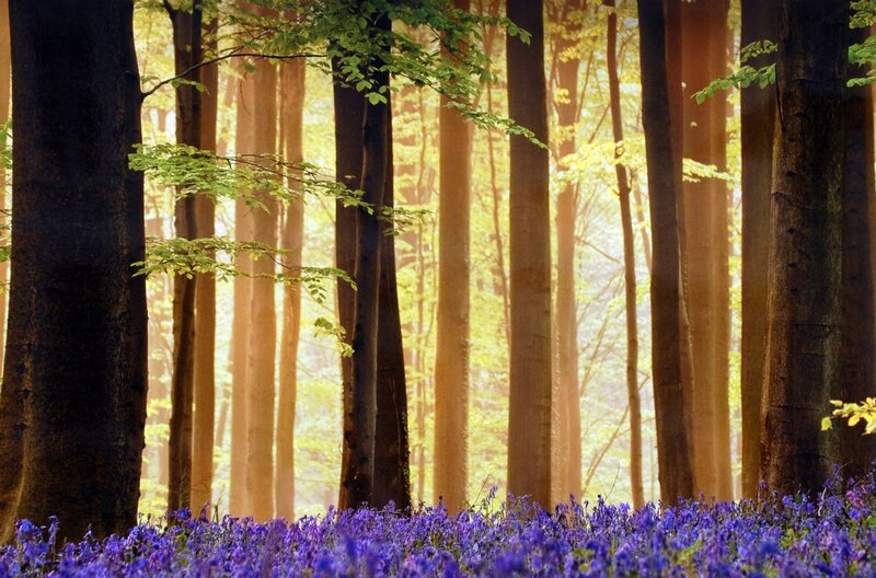 Bluebells in Forest — Purple, Serene, Spring, Photograph, Trees, Sunlight, Forest Floor