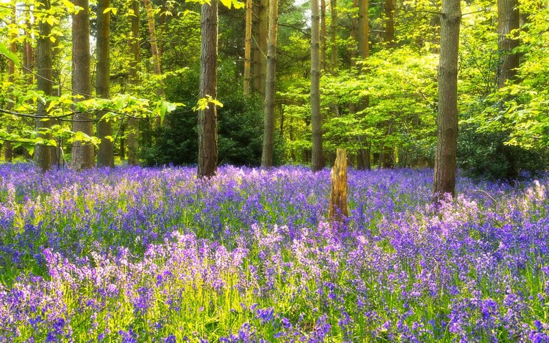 Bluebells in Forest — Purple, Serene, Spring, Photograph, Trees, Sunlight, Wooden Post