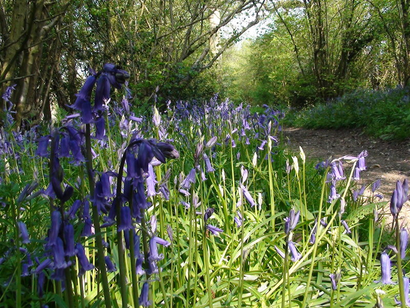 Bluebells in Forest — Purple, Serene, Spring, Photograph, Trees