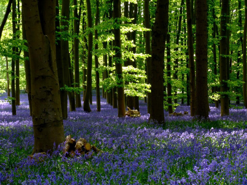 Bluebells in Forest — Purple, Serene, Spring, Photograph, Trees, Woodpile