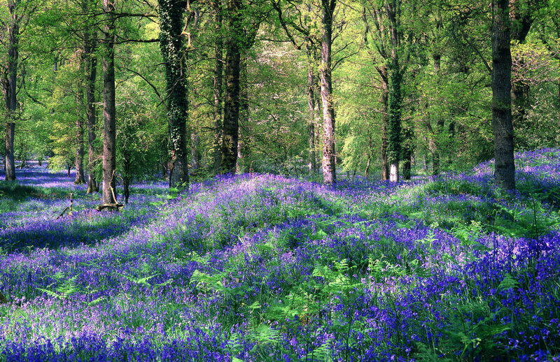 Bluebells in Forest — Purple, Serene, Spring