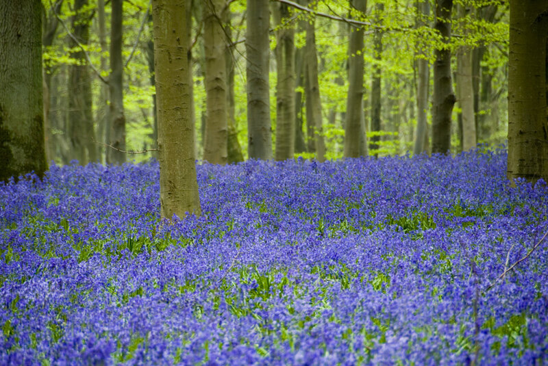 Bluebells in Forest — Purple, Serene