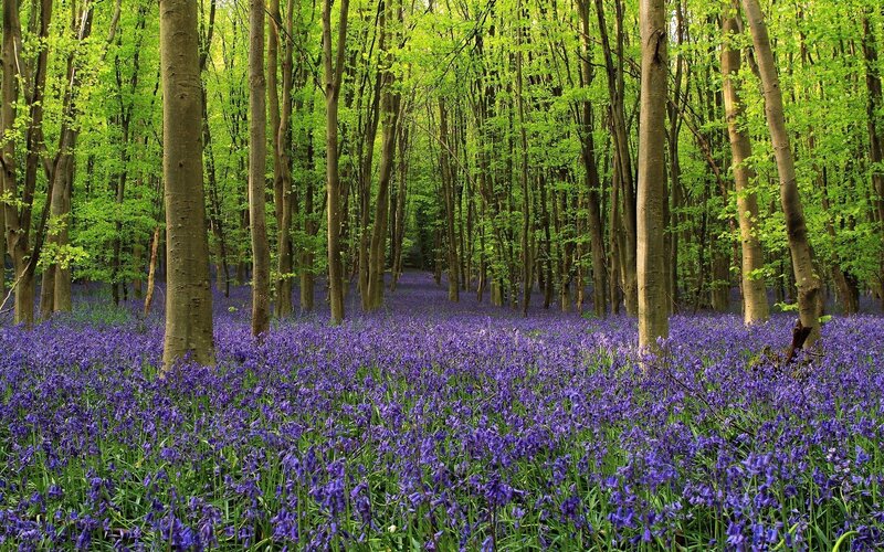 Bluebells in Forest — Purple, Spring