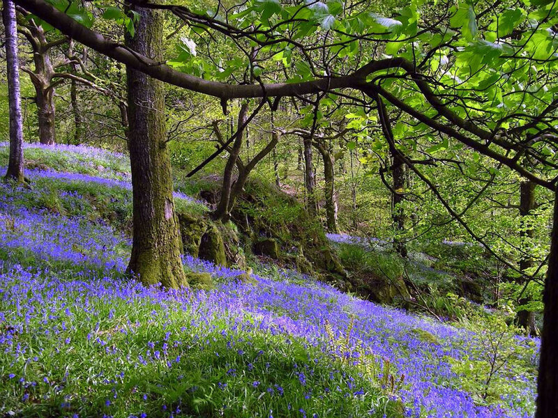 Bluebells in Forest — Purple