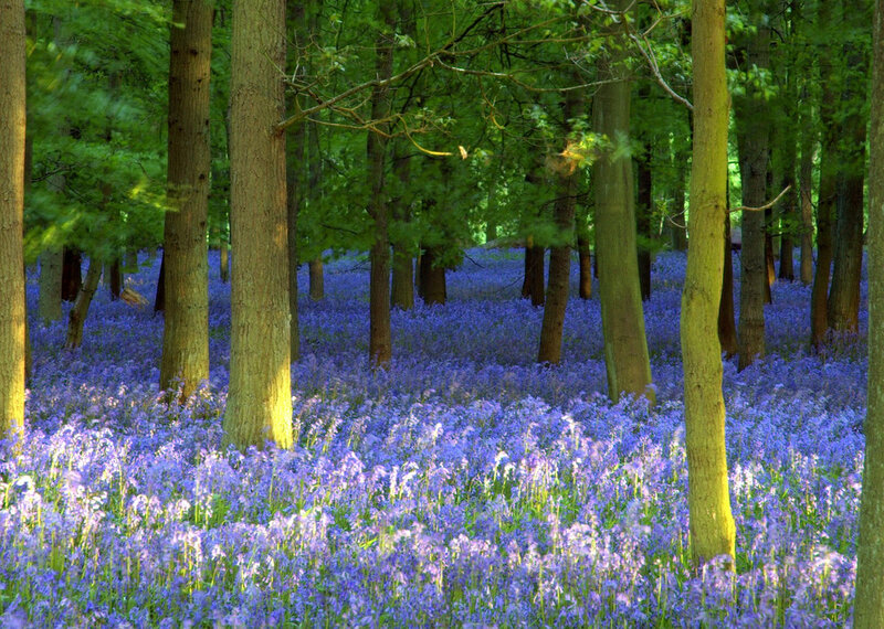 Bluebells in Forest — Sunlight