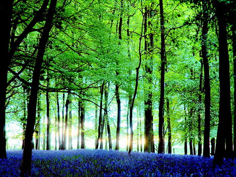 Bluebells in Forest