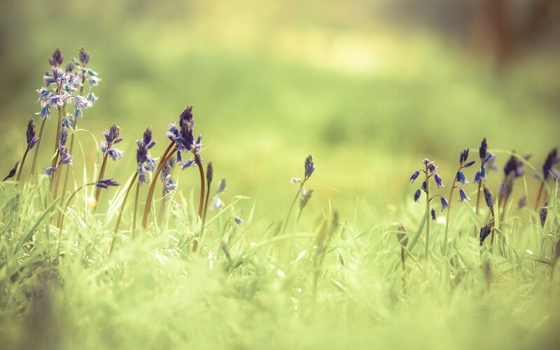 Bluebells in Green Grass