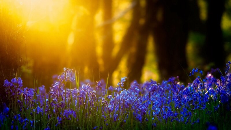 Bluebells in sunlit forest