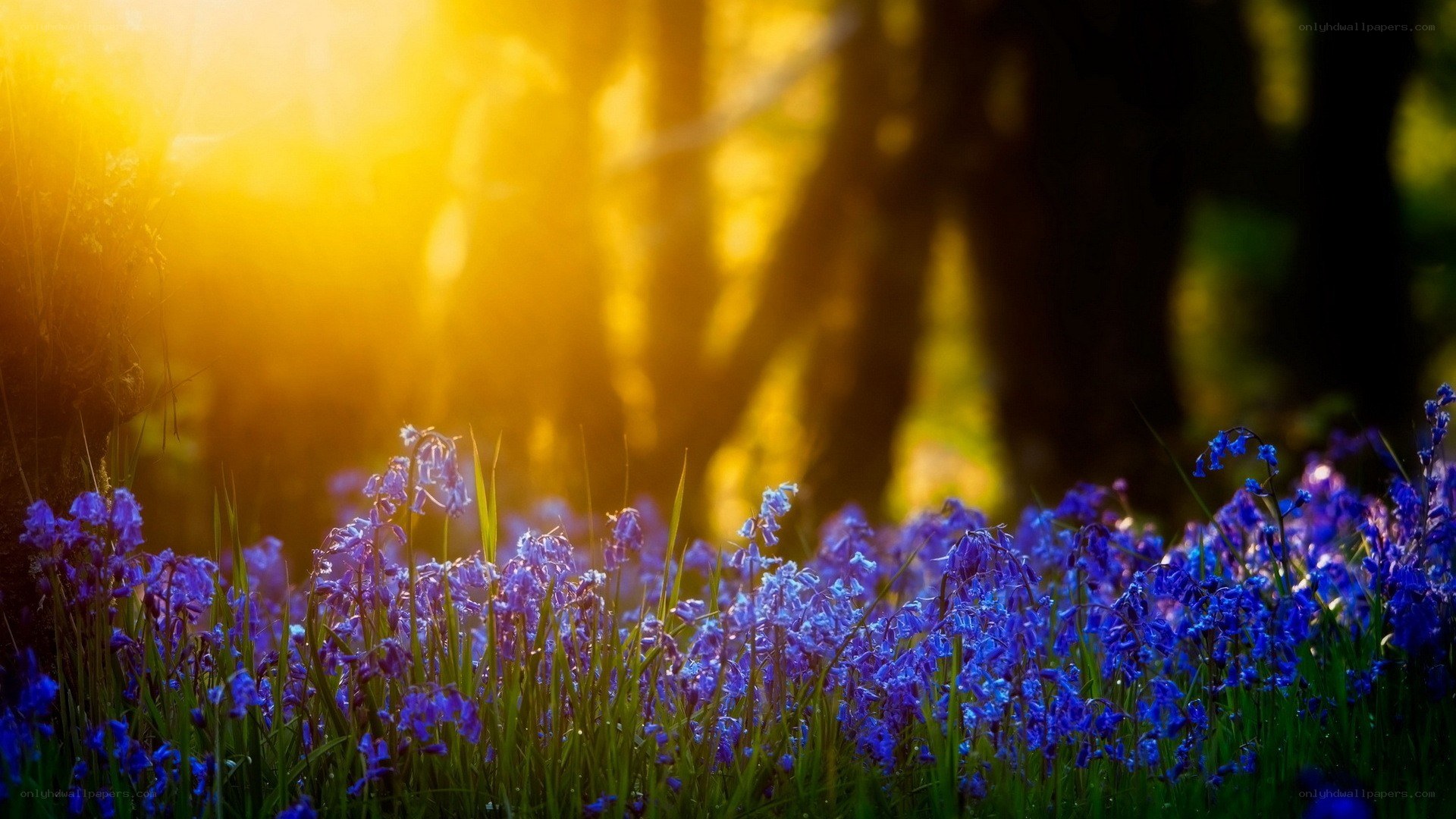 Bluebells in sunlit forest
