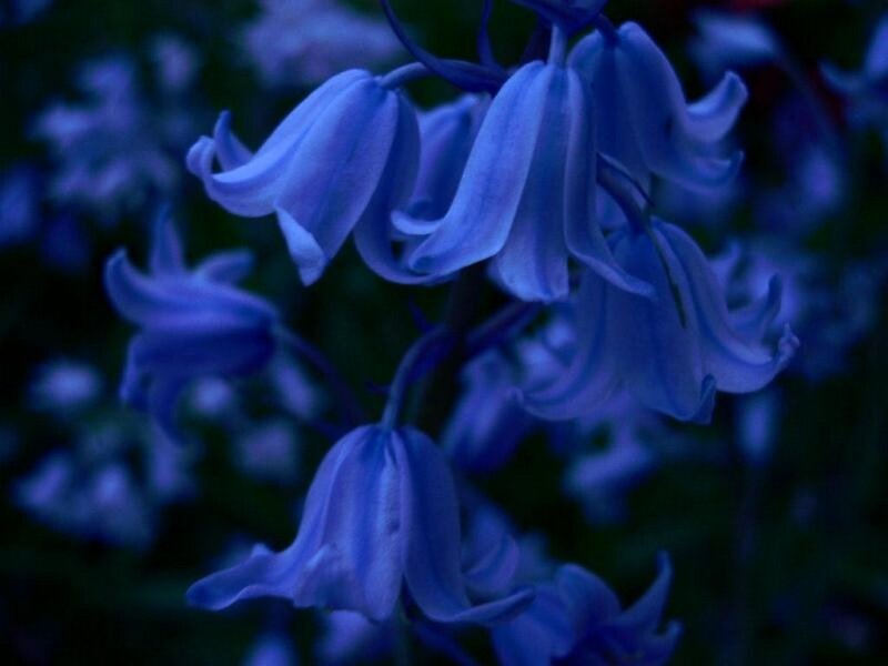bluebells in twilight