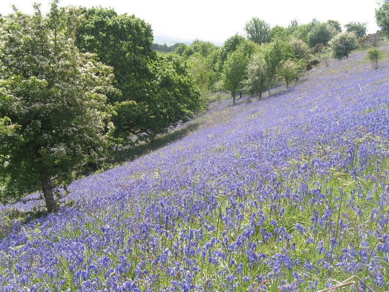 Bluebells on a Hillside