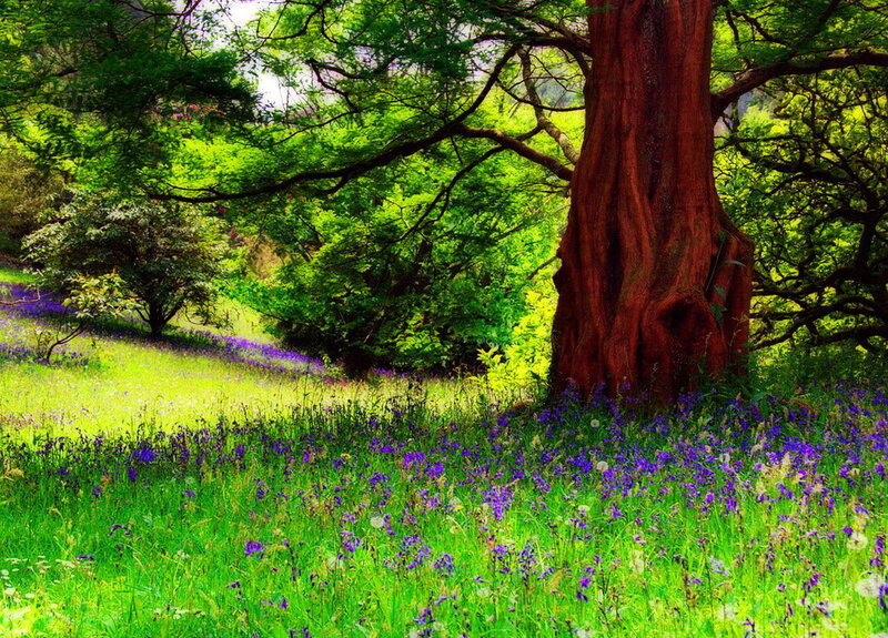 Bluebells under Tree — Green