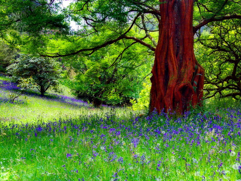 Bluebells under Tree