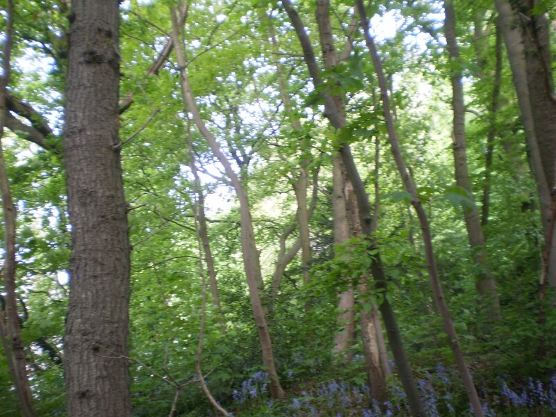 Bluebells under Trees — Green, Serene