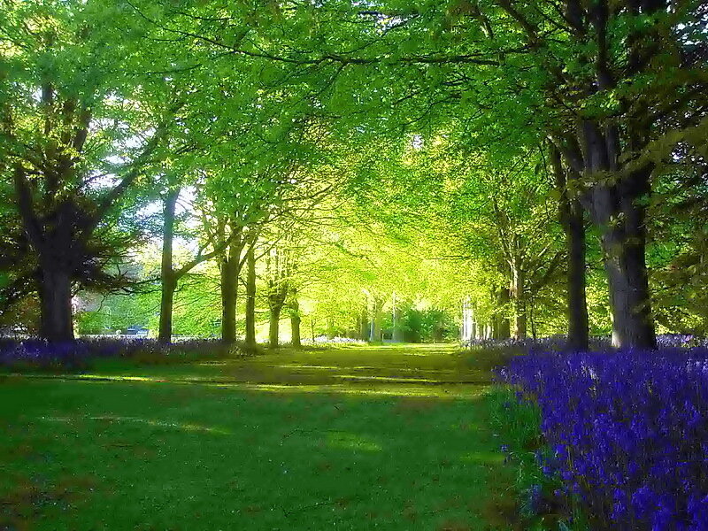 Bluebells under Trees