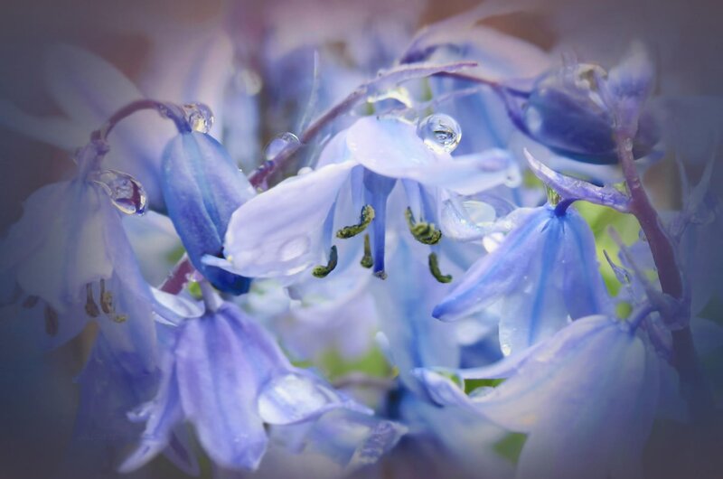 Bluebells with Water Droplets