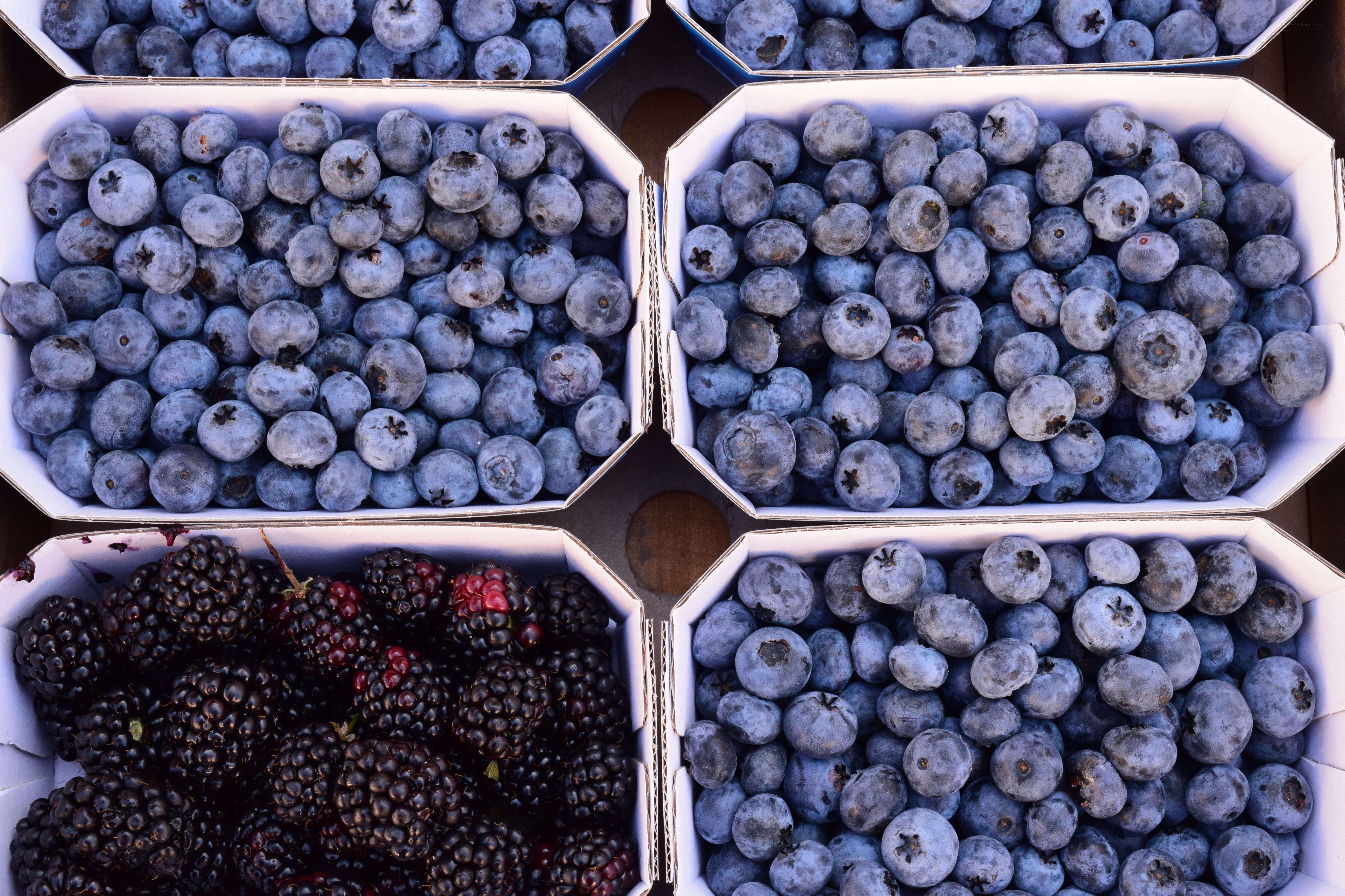 Blueberries and blackberries in boxes