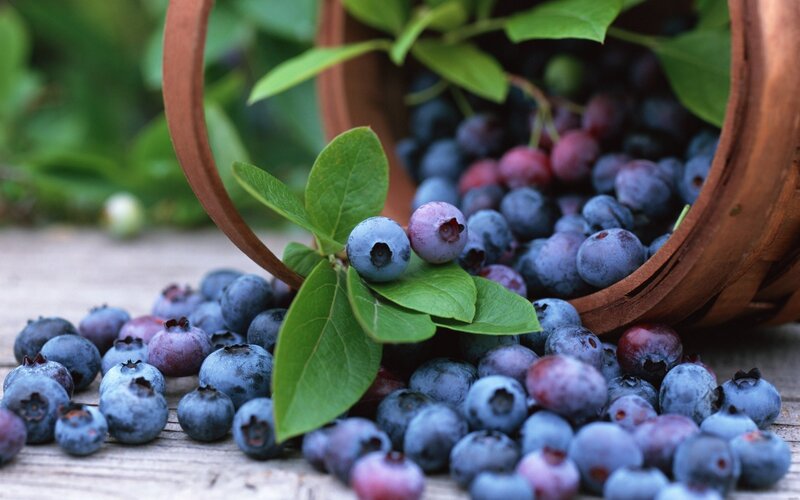 Blueberries in a Basket — Blue, Natural