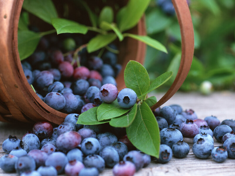Blueberries in a Basket — Blue