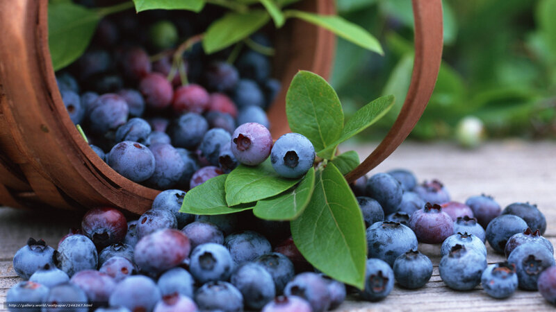 Blueberries in a basket