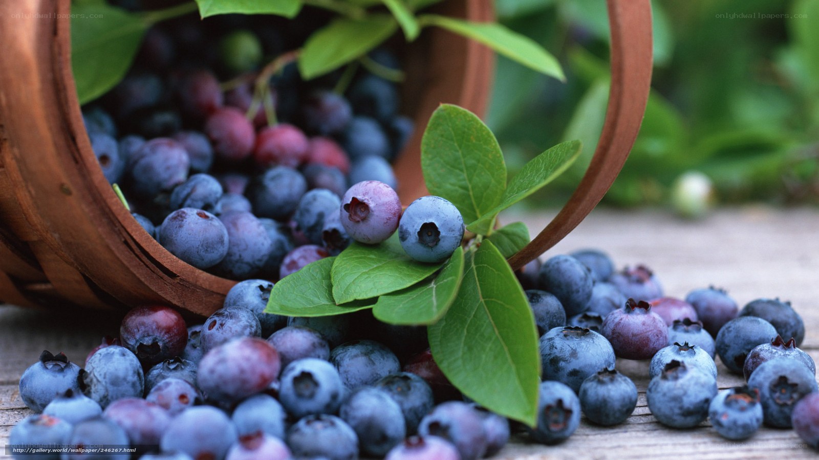 Blueberries in a basket