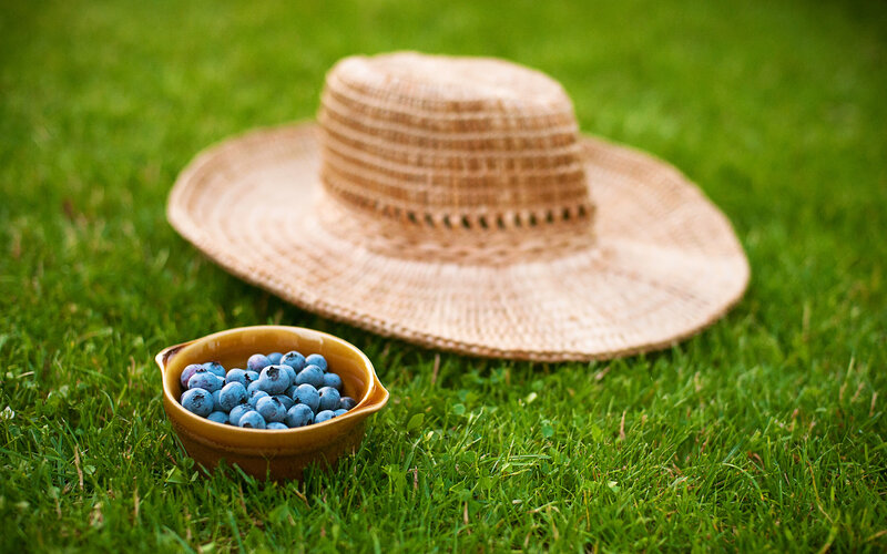Blueberries in a Bowl — Green, Serene