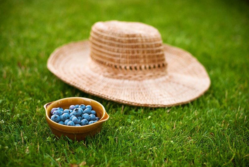Blueberries in a Bowl — Green