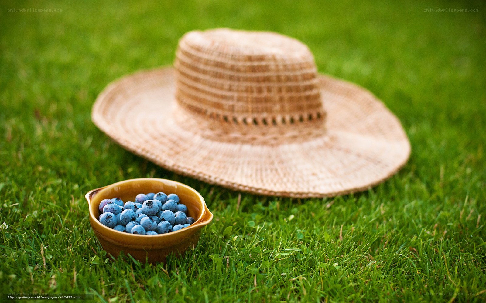 Blueberries in a bowl on grass
